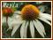 Jeżówka 'White Swan' (Echinacea) p9