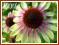 Jeżówka 'Green Envy' (Echinacea) sadzonki C1