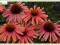 Jeżówka 'Mamma mia' (Echinacea) p9