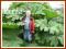 Gunnera Olbrzymia - duże sadzonki w C2   ! HIT !