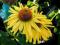 żółta Jeżówka 'Daydream'  (Echinacea) sadzonki p9