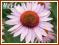 Jeżówka 'Hope'  (Echinacea) p9