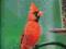 SOUTHERN BIRDS: BACKYARD GUIDE Bill Thompson