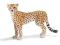 Schleich - gepard samica - 14614 + katalog