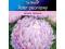 Aster peoniowy Bright rose 24h