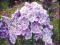 Floks FRANZ SCHUBERT_PHLOX_płomyk_Doniczka