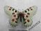 motyl Parnassius nomion theagenes Female A1