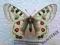 motyl Parnassius imperator musagetus A1