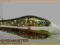 Wobler DAM DEEP RUNNER 10cm / 15g + PRZYPON