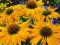 ECHINACEA JEŻÓWKA YELLOW ŻÓŁTA *OKAZJA*