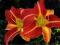 HEMEROCALLIS  LILIOWIEC OGRODOWY RED MAGIC