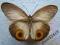 motyl Taenaris macrops (?) A1-/A-