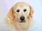 GOLDEN Retriever, labrador, rysunek A4 kredki wodn