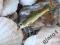 WOBLER W NAJLEPSZYM WYDANIU. Hand Made MOREL-TEAM