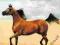 THE ARABIAN HORSE: HISTORY, MYSTERY AND MAGIC