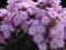 Floks PINK LADY_PHLOX_płomyk_Doniczka