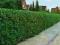 LIGUSTR POSPOLITY Ligustrum vulgare 100 NASION