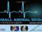 SMALL ANIMAL ECGS: AN INTRODUCTORY GUIDE Martin