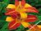 HEMEROCALLIS - LILIOWIEC OGRODOWY FRANS HALS