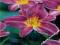 HEMEROCALLIS LILIOWIEC OGRODOWY BLUE SEA