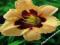 HEMEROCALLIS  LILIOWIEC PEŁNY MOONLIGHT MASQUERADE