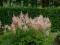 ASTILBE TAWUŁKA JAPOŃSKA EUROPA RÓŻOWE PIÓROPUSZE