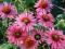 04 Echinacea - jeżówka Green Eyes zielone oko