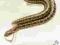 Elaphe dione - wąż diony - młoda samiczka