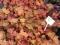 HEUCHERA ŻURAWKA żuraweczka SWEET TEA C1,3PROMOCJA