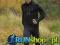 RONHILL TRIAL CYLONE - SUPER BLUZA BIEGOWA! |  M