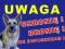 Tabliczka zły pies. Wyraźna i zauważalna z daleka.