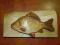 Rzeźbiona ryba na desce - karaś