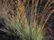 MOLINIA VARIEGATA trzęślica modra paskowana trawka