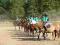 obóz jeździecki - jazda konna, wakacje w siodle