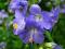 Wielosił błękitny - Polemonium caeruleum