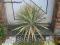Yucca 'Colur Guard' - Juka STRAŻNIK KOLORÓW XXL !!