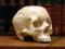 Czaszka człowieka REPLIKA (medycyna, model)