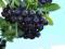 aronia  w doniczce 60-70 cm wys