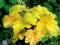 06 Heuchera Electric Lime - złota żuraweczka