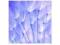 blue dandelion seeds - reprodukcja 40x40 cm