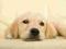 Golden retriever puppy - fototapeta 366x254 cm