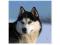 Husky - reprodukcja 40x40 cm
