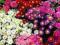 Aster krzaczasty dumosus mieszanka -  sadzonka