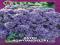 ASTER NOWOANGIELSKI NISKI PURPLE DOME #BILSCY#
