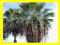 ===&gt; PALMA WASHINGTONIA 5 szt NAJTANIEJ &lt;===