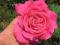 Piękne Róże Różowe, Róża NIESAMOWITY ZAPACH!!!
