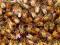 pszczoły odkłady ule wielkopolski dadant