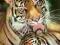 TIGERS (115) - PPY-PP30271 Plakat Plakaty