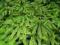 Adiantum imbricatum 'Pedatum' RARYTAS !!!!