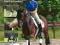 Podstawowe szkolenie młodego konia - - KONIN Nowa!